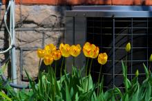 Spring flowers next to an air conditioner